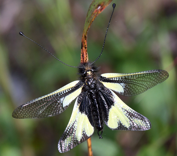 Libelloides coccajus